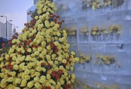 哈尔滨再现冰封鱼,哈尔滨冰封玫瑰在什么位置？