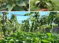 红薯叶一斤卖300,红薯叶种植成本和前景？