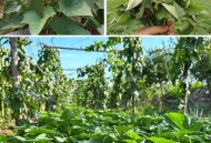 红薯叶一斤卖300,红薯叶种植成本和前景？