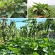红薯叶一斤卖300,红薯叶种植成本和前景？