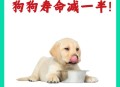 点拼好饭被骂狗饭 ,为什么小狗刚吃完东西后叫那？