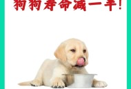 点拼好饭被骂狗饭 ,为什么小狗刚吃完东西后叫那？