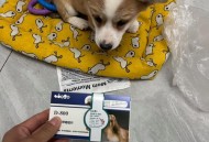 怀孕后还吃了打虫药,怀孕后还吃了打虫药有影响吗
