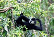 云南现30多岁长臂猿,高黎贡白眉长臂猿是不是云南野生动物濒危野生动物？