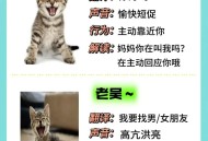 英国猫听不懂中文,英国短毛猫叫声吸引猫怎么办？