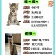 英国猫听不懂中文,英国短毛猫叫声吸引猫怎么办？
