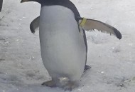 台送上海1对黑脚企鹅,