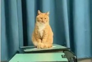 老师当学生面踩死猫,老师踩学生脸