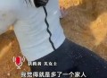 小伙抛竿救落水女童,小伙救落水女子