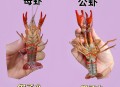 近亲结婚长龙虾手,小龙虾的近亲有几种？