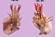 近亲结婚长龙虾手,小龙虾的近亲有几种？