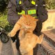 物业称将捕杀流浪猫,物业有权捕杀流浪猫吗