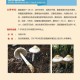 游客采食蘑菇中毒,游客采食蘑菇中毒怎么处理