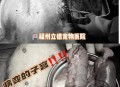 男童被犬只撕咬下体,狗生完小狗一般多长时间阴部就不在流血了？