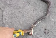 误蹦蛇窝还遇2条蛇,误闯蛇窝