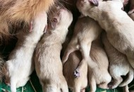 点拼好饭被骂狗饭 ,点拼好饭被骂狗饭