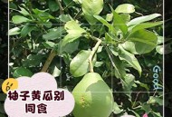 吃剩的柚子皮不要丢,柚子吃不完放冰箱里行不行？