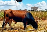 动物遭无人机射杀,无人机用处大吗？