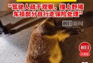 撞死闯国道野猪全责,开车撞死野猪犯法吗