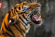 发114个淫秽视频获刑,老虎生命力多少年？