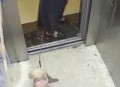 乘电梯被狗扑咬出血,电梯里狗咬人