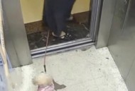 乘电梯被狗扑咬出血,电梯里狗咬人