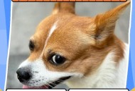 香肠里吃出完整3颗牙,上班族如何给狗狗吃自制？