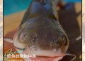 放生2.5万斤外来鲇鱼,鲶鱼钓回来放生姜养能去土腥味吗？