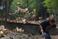 老板用土鸡奖励员工,老板用土鸡奖励员工怎么说