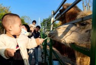 就餐获小朋友投喂,求保护小动物的公约急啊！先到的先评？