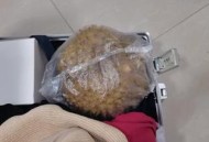 盒装榴莲无法上火车,榴莲如果不能带上火车怎么办