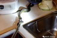 自助餐厅灶台现老鼠,自助餐厅灶台现老鼠怎么处理