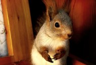 四川惊现白色小松鼠,成都宠物市场的松鼠是什么品种？