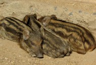 曝太原野猪成群出没,吕粮山猪为什么在太原那么火？