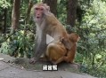 被景区猴子踢倒骨折,被景区猴子踢倒骨折怎么赔偿