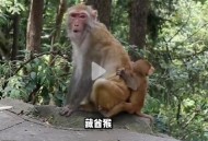 被景区猴子踢倒骨折,被景区猴子踢倒骨折怎么赔偿