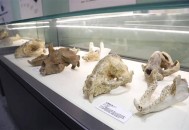 贵州现52具熊猫化石,熊猫化石怎么形成的？