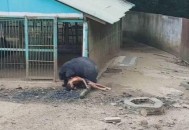孕妇遭黑熊袭击,孕妇遭黑熊袭击视频