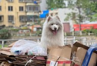 狗狗靠捡瓶存款过万,狗狗捡垃圾吃怎么办？