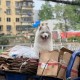 狗狗靠捡瓶存款过万,狗狗捡垃圾吃怎么办？