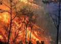 美国山火烧了34天,关于森林大火的外国电影？