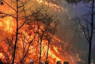 美国山火烧了34天,关于森林大火的外国电影？