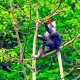 白头叶猴50米速降,白头叶猴生存状况怎么样？