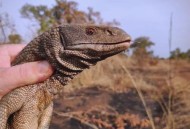 泰国弃婴遭巨蜥啃食,泰国巨蜥有毒吗？