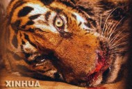 认养东北虎心衰死亡,东北虎认养多少钱