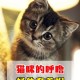 猫猫的叫声也有口音,猫叫声是否有某有意思