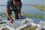 日本扇贝已出口中国,日本扇贝已出口中国了吗