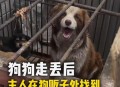 走失小狗等主人8小时,狗狗丢了，我很伤心怎么办？