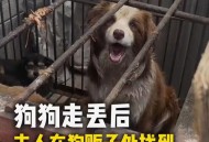 走失小狗等主人8小时,狗狗丢了，我很伤心怎么办？
