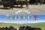 神秘养牛场未见1头牛,多多牧场的育牛棚为什么没有了？